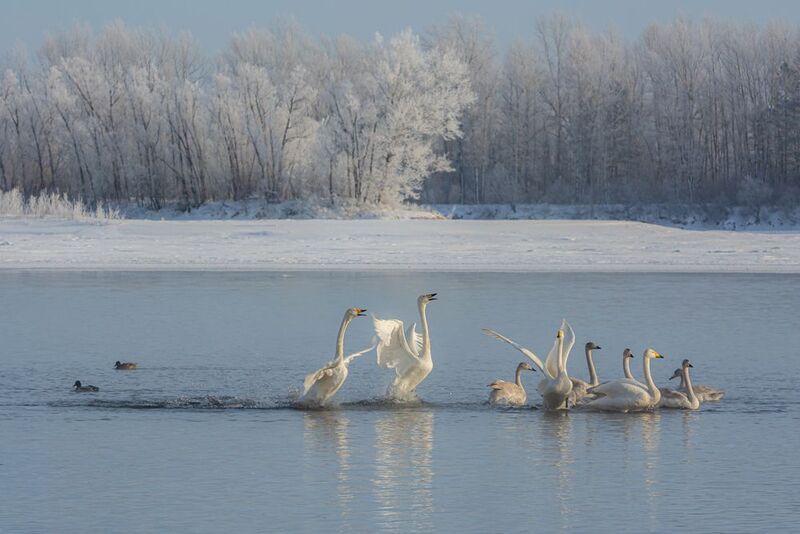 лебеди на бии Радость нового дня фото превью