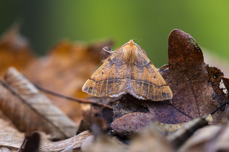 Оживший листокphoto preview