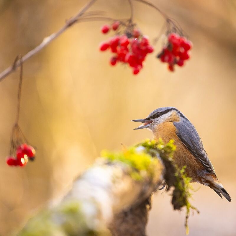 Nuthatchphoto preview