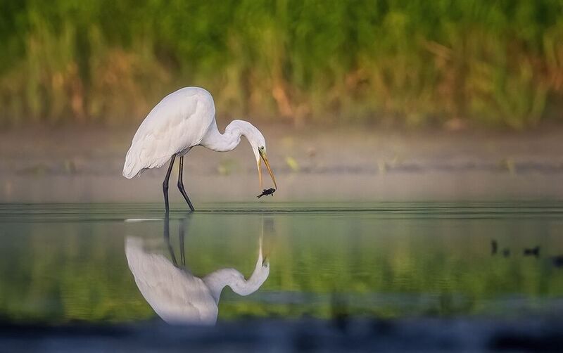 Czapla białaphoto preview