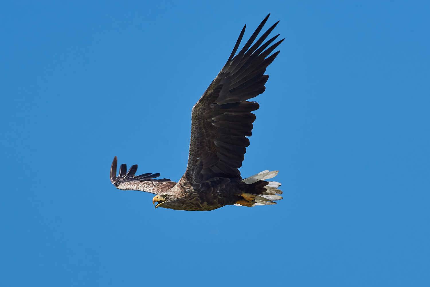 Орлан-белохвост. Автор: Павел Сторчилов Орлан-белохвост, Haliaeetus albicilla, , Павел Сторчилов