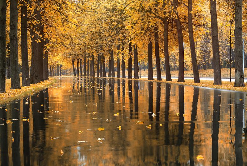 Осень, город, Москва, листья Осень на улице Косыгинаphoto preview