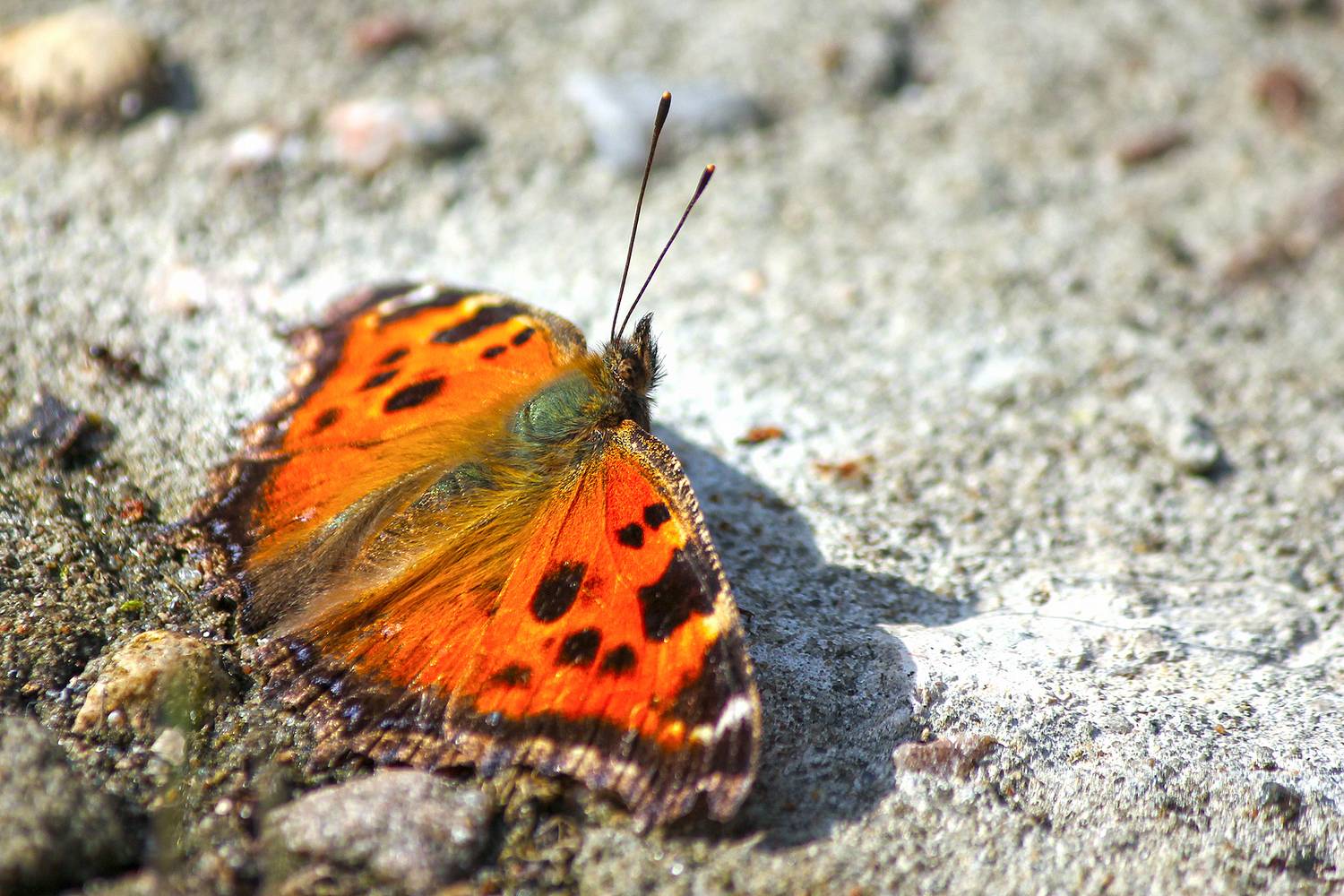 бабочка, многоцветница чёрно-рыжая, многоцветница восточная, nymphalis xanthomelas, КарОл