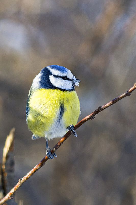 природа Лазоревкаphoto preview