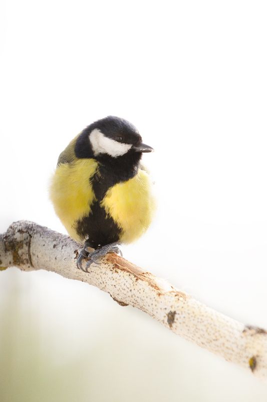 природа ***photo preview