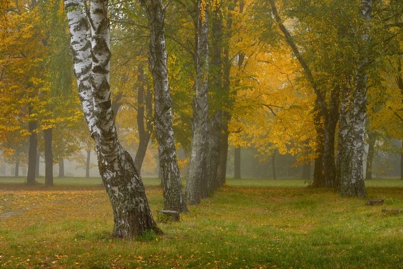 осень листва утро лес туман Осеннее утроphoto preview