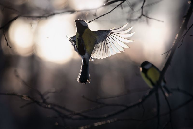 лес, свет, вечер, природа, синица, птицы ***photo preview