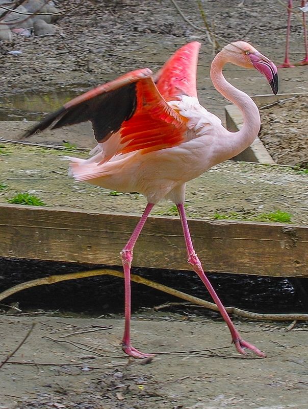 Фламингоphoto preview