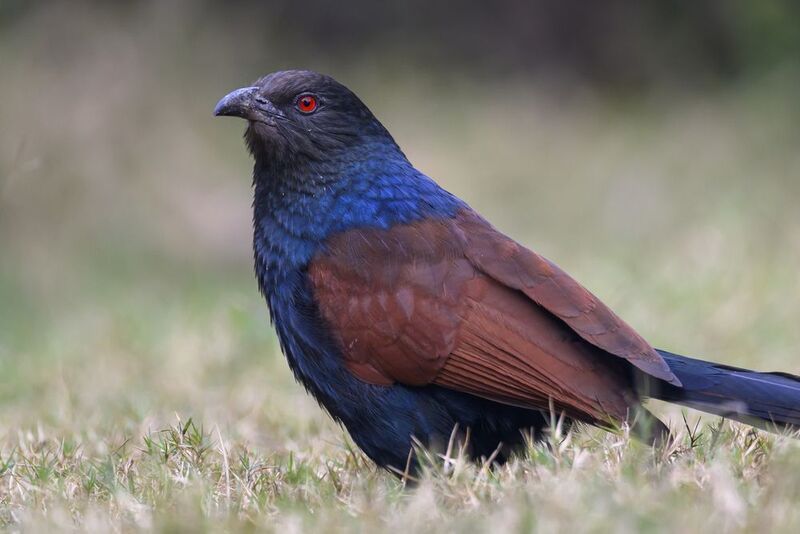 Обыкновенная шпорцевая кукушкаphoto preview