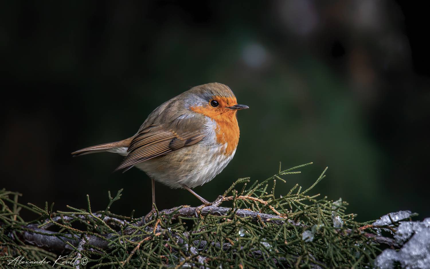 зарянка, малиновка, erithacus rubecula, зима, холод, Круль Александр
