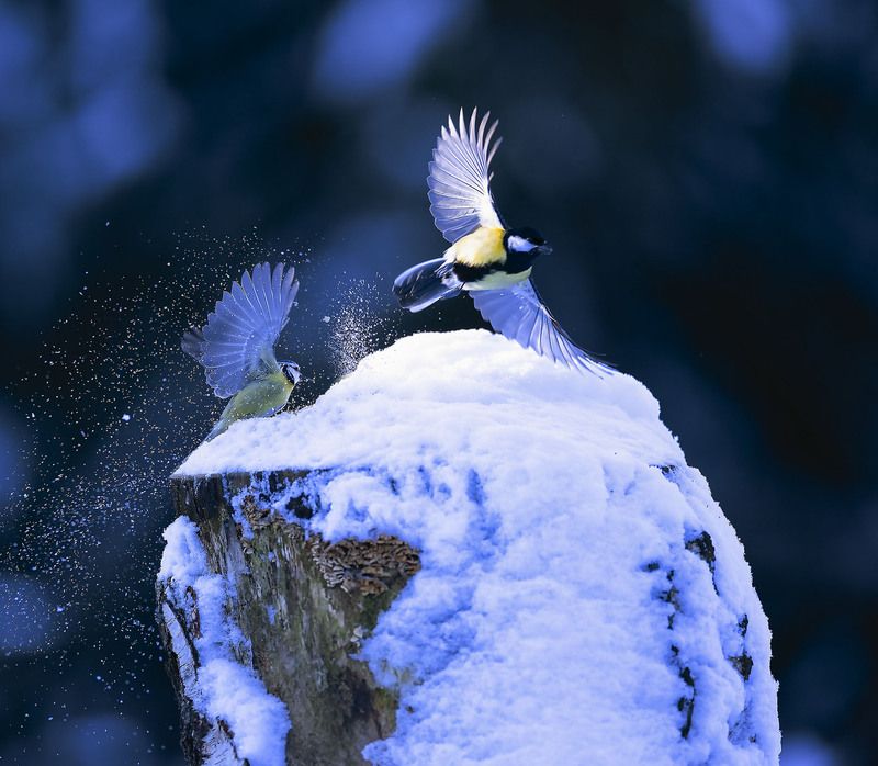 птицы, синицы,полёт, birds, forest,movement ,nature Синицы в вихре зимнего танцаphoto preview