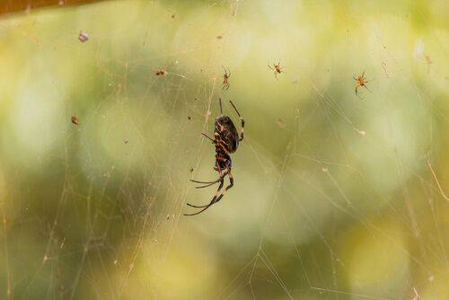 Brazillian Wildlife Collection