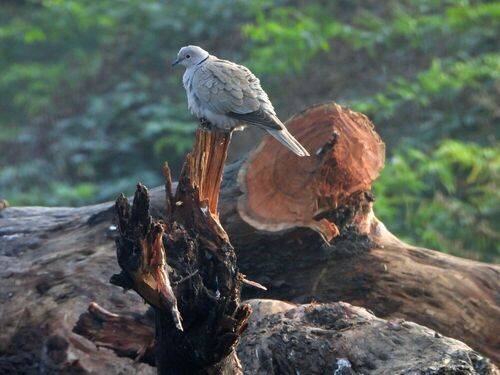 Memories of Goa 2026