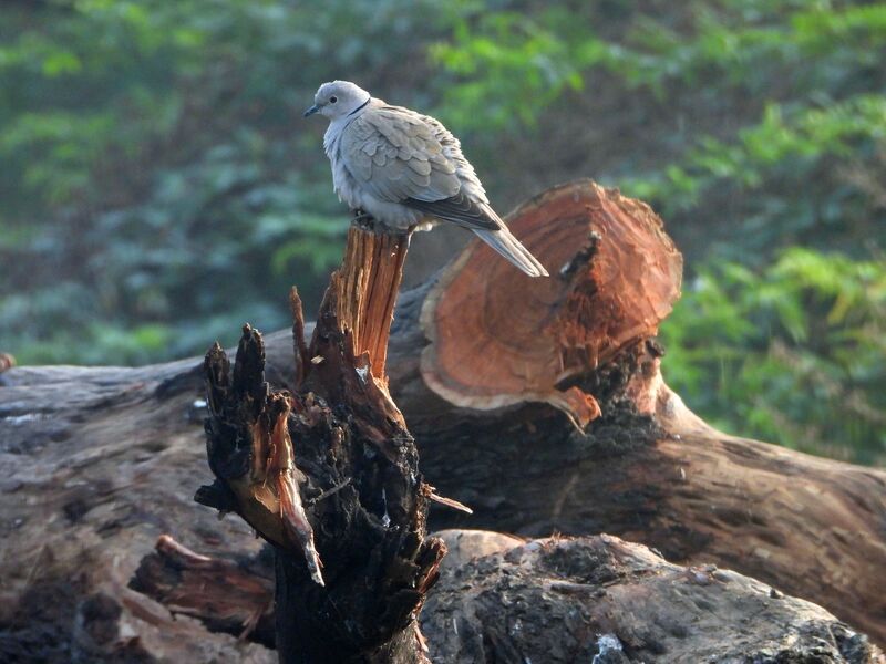 Memories of Goa 2026photo preview