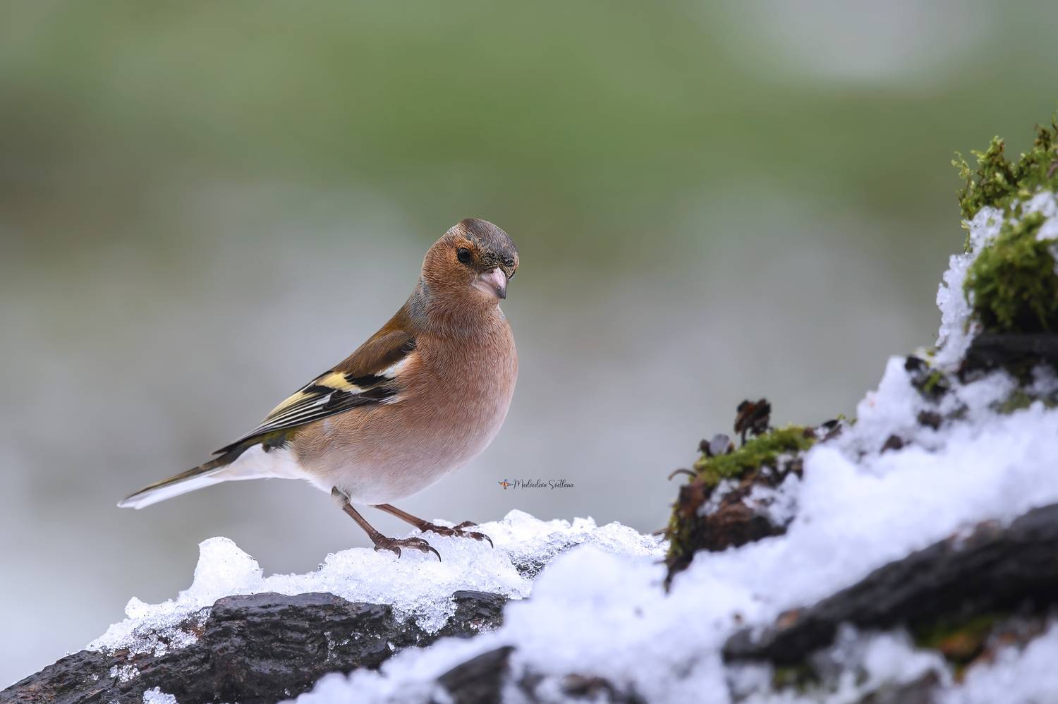 фотоохота, птица, зима, зяблик, Медведева Светлана