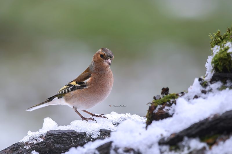 фотоохота, птица, зима, зяблик Была зима.photo preview