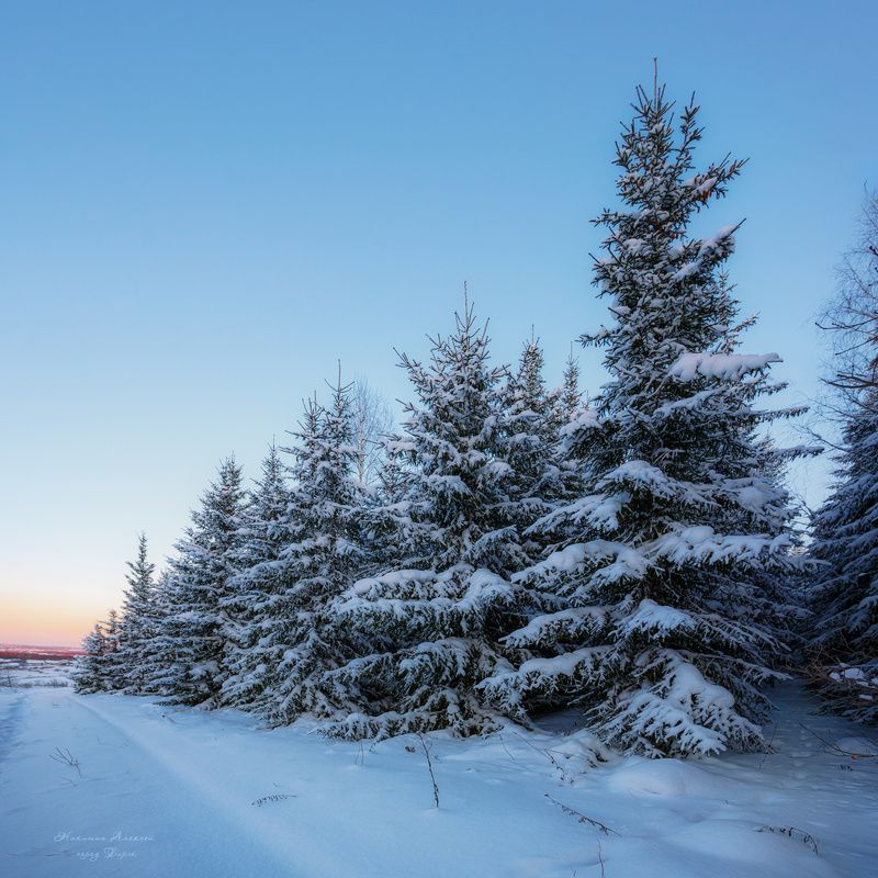 Ёлки в квадратеphoto preview