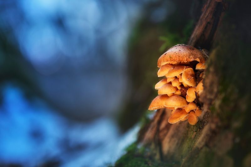 грибы, лес, снег Грибочкиphoto preview