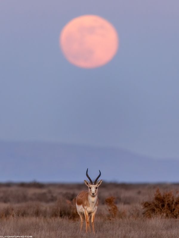 Первое полнолуние годаphoto preview