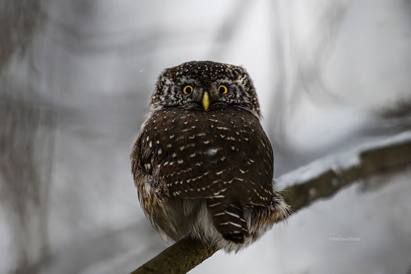 Сыч, воробьиный сыч,птица,сова Воробьиный сычphoto preview