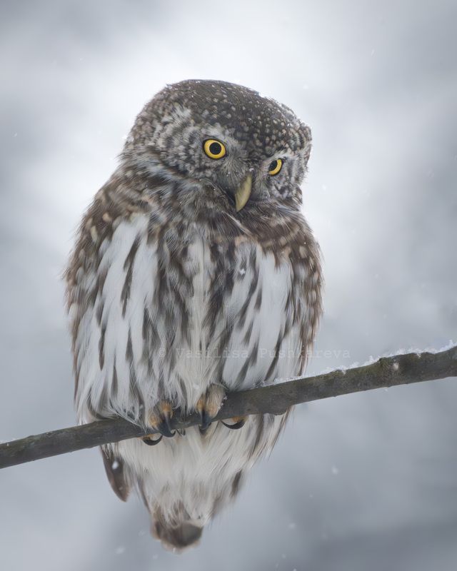 Воробьиный сыч Воробьиный сычphoto preview