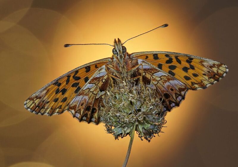 Бабочка ***photo preview