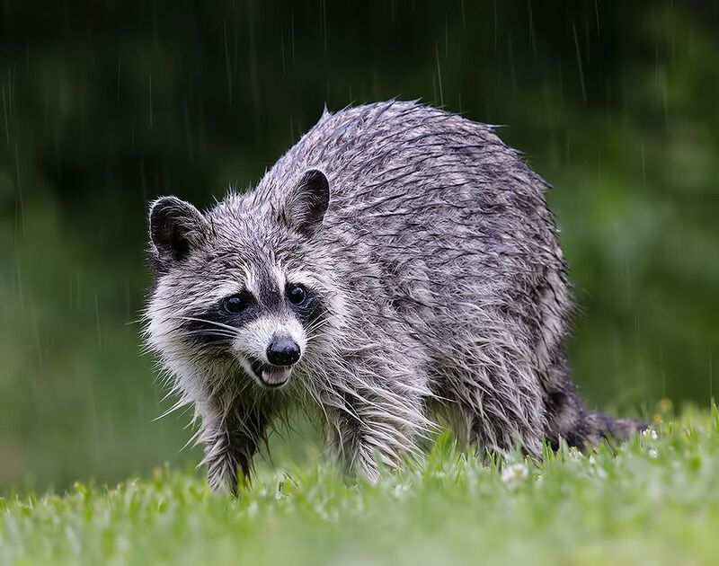 енот обыкновенный, енот-полоскун, raccoon, енот, дикие животные, животные, animals Енот-полоскун -Raccoonsphoto preview