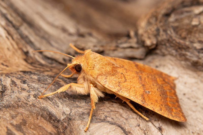 макрофото, макрофотографии, фотомакро, насекомые, макромир, макрофотограф, макроаддикт, макро_мир, naturelovers, naturelover, naturephotography, macrolove, macro_love, biodiversity, macrophotography, macro, macronature, entomology, arthropods, arthropod,  photo preview