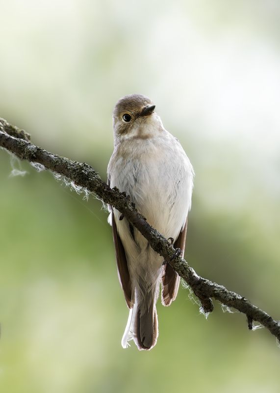 wildlife, birdwatching, nature, bird photography, птица, фотоохота, природа, мухоловка-пеструшка, мухоловка Мухоловка-пеструшка photo preview