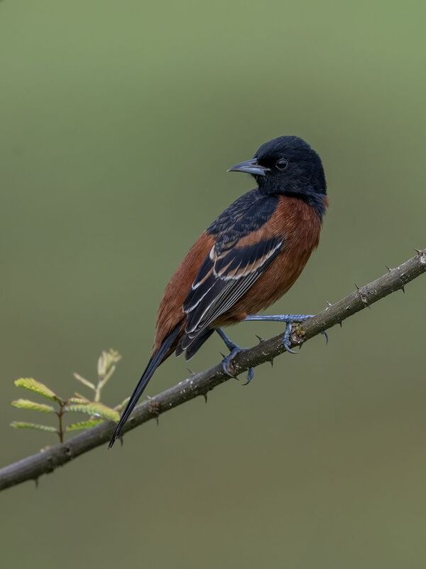 Orchard Oriolephoto preview