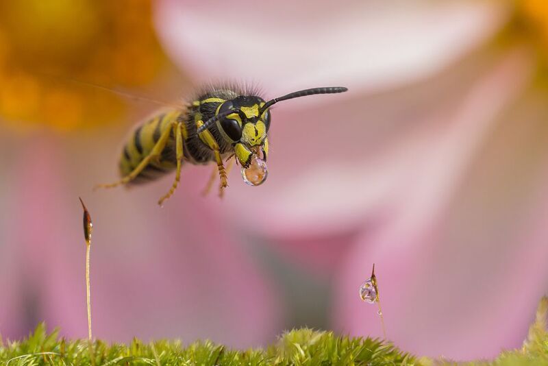 Твой день, твоя вода!photo preview