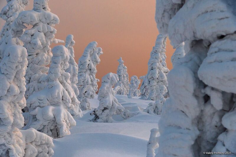 шерегеш, иней, пихты, снег, гора зелёная, горная шория, зимний вечер, розовый вечер, мороз, зима, сибирь Розовый вечерphoto preview