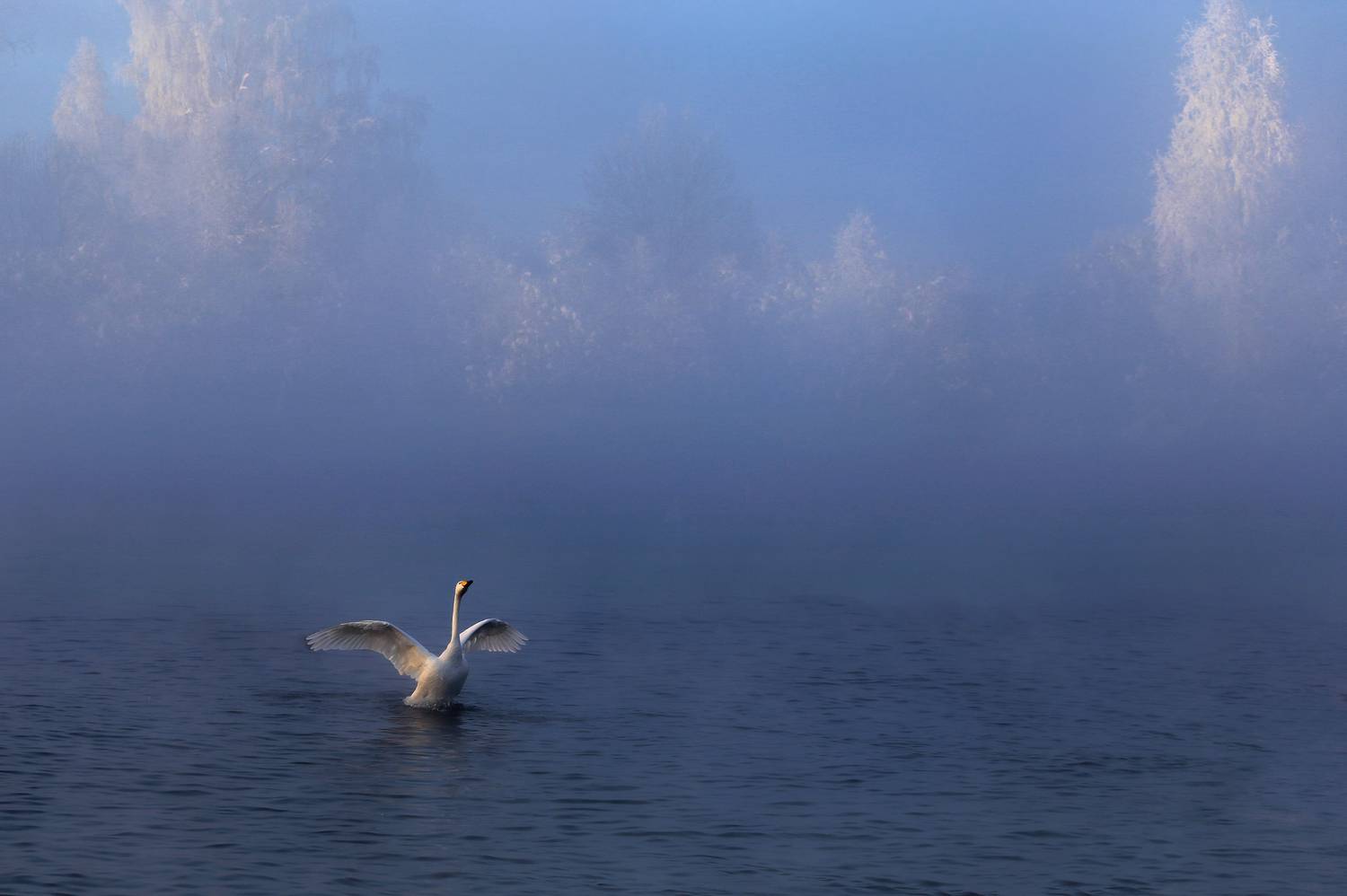 Морозный рассвет. Автор: Галина Хвостенко алтайский край, лебединое озеро, Галина Хвостенко