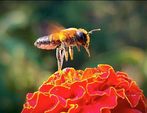 My mobile photographs