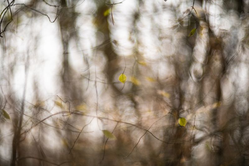 осень, лес, листья, бокэ, россия, воронеж, Осенняя пора...photo preview