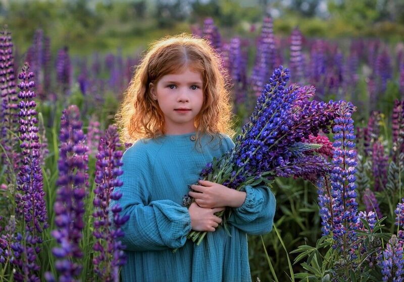 Девочка, люпины, поле цветов, вечер, закат Поле. Люпины фото превью