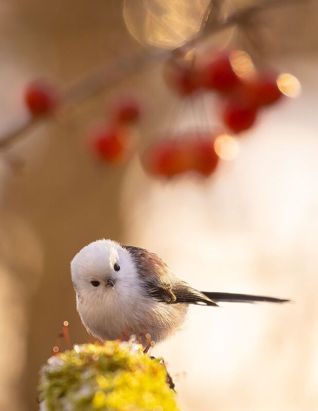 Long-tailed Tiphoto preview