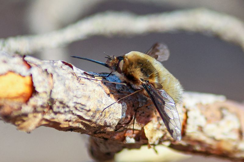 жужжало большой, bombylius major Жужжало большой (Bombylius major)photo preview