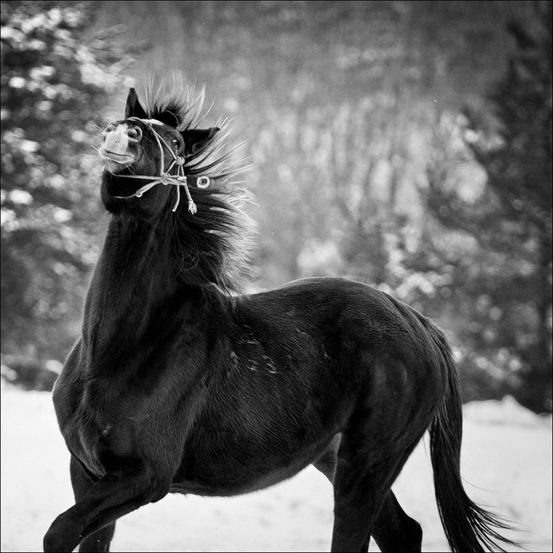 horse Born To Be Free фото превью