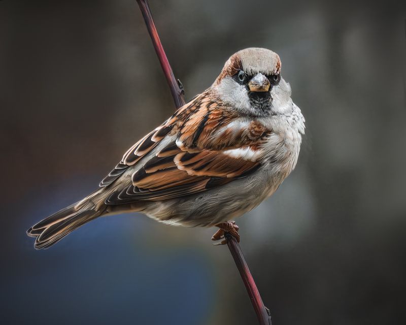 Очень суровый воробей!photo preview