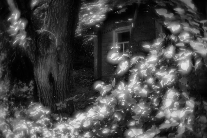 Зарастает старый домphoto preview