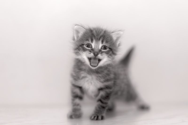 Хочу Кушатьphoto preview