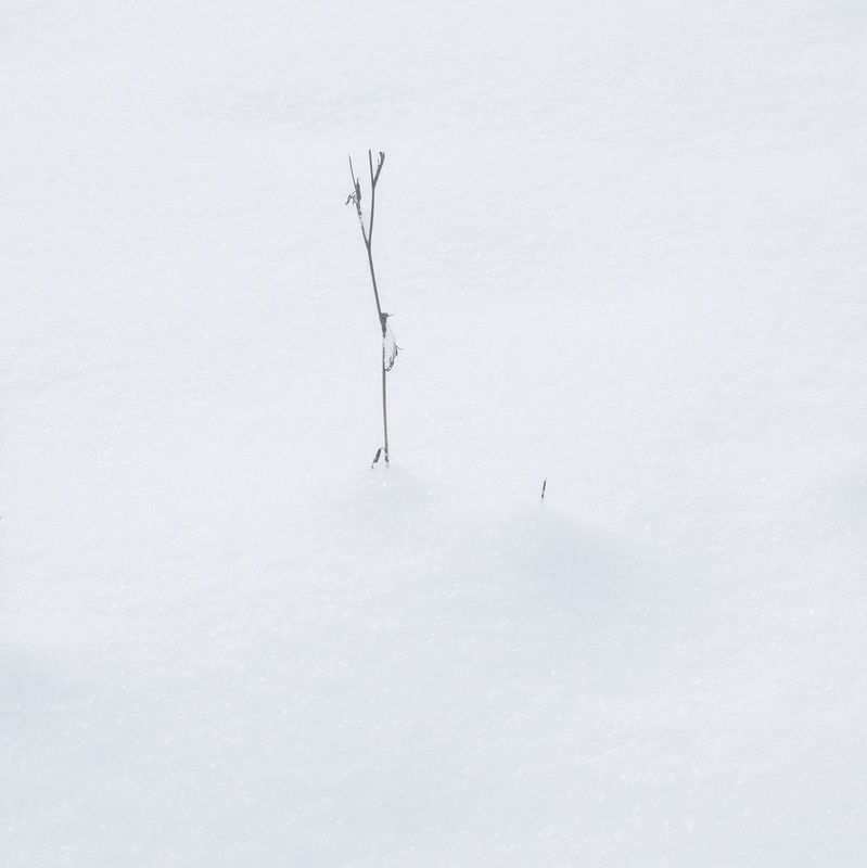 минимализм, интимный пейзаж, снег, зима, пейзаж, абстракция, зауралье, курганская область Большое и малоеphoto preview