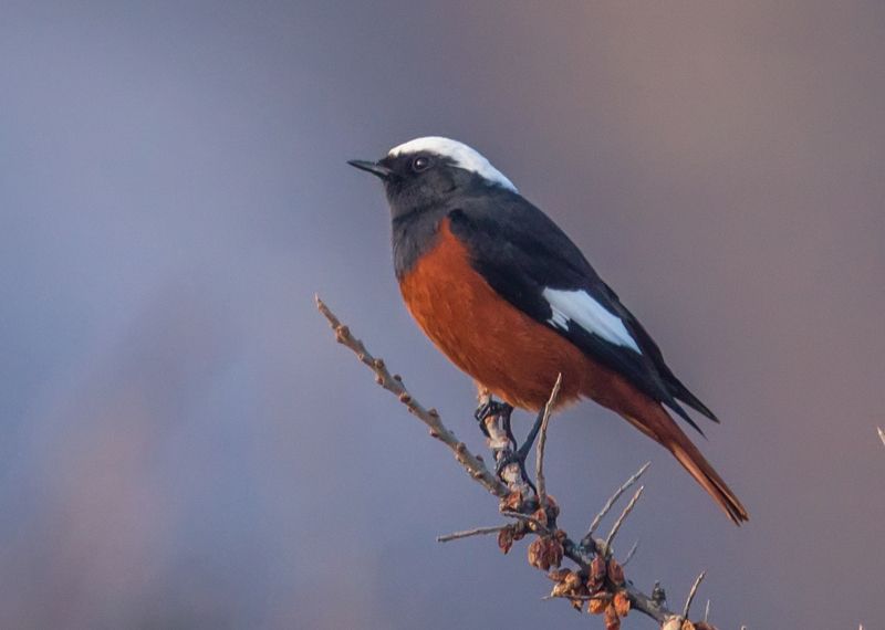 краснобоюхая горихвостка, кабардино-балкария Краснобоюхая горихвосткаphoto preview