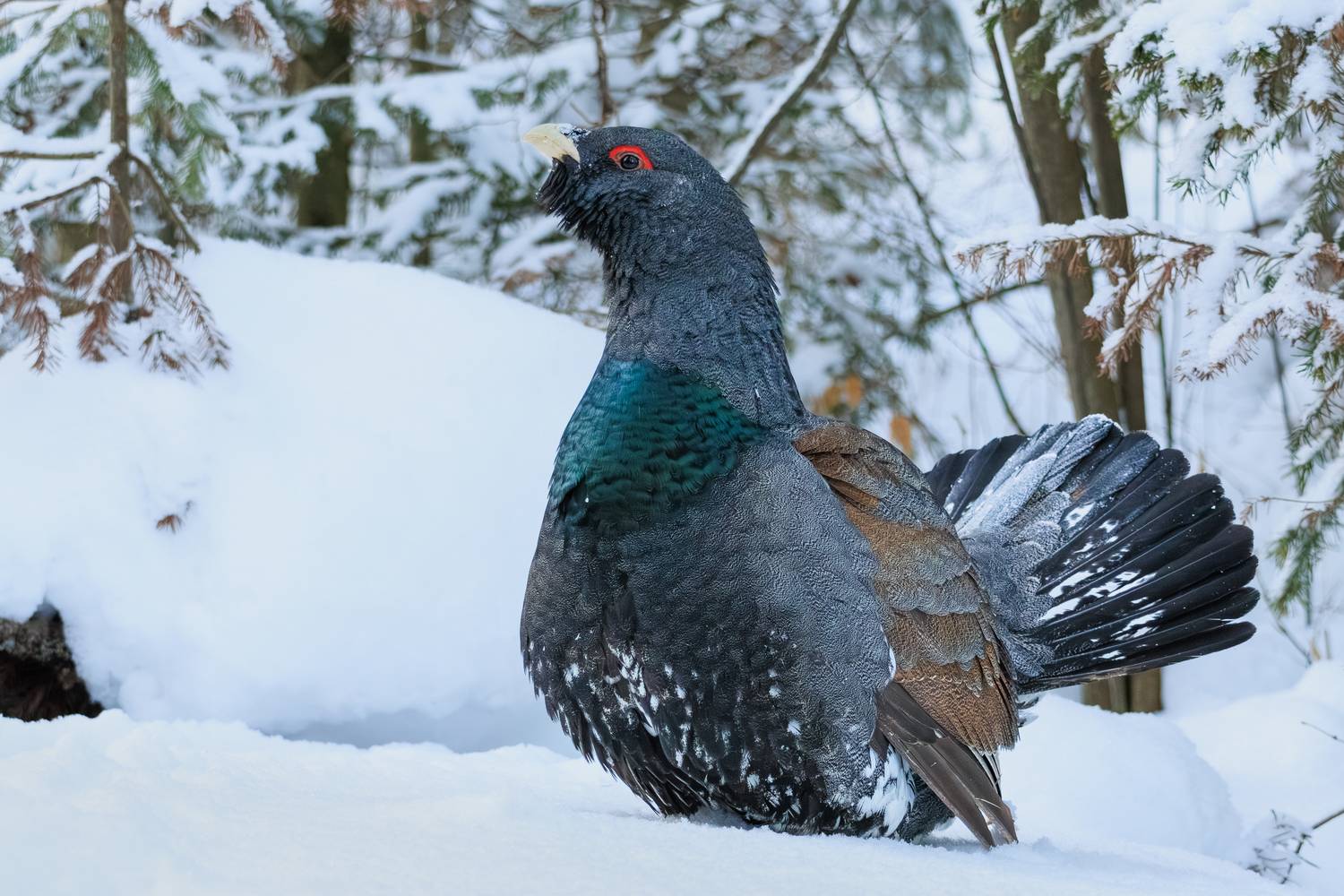 Глухарь. Автор: Николай Попов фотоохота, птицы, глухарь, Николай Попов
