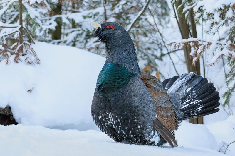 фотоохота, птицы, глухарь Глухарьphoto preview