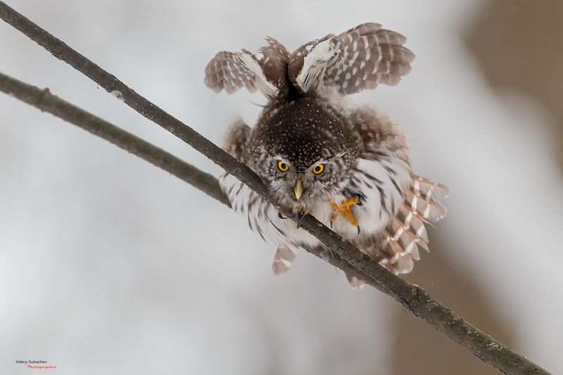 Ща порву фото превью