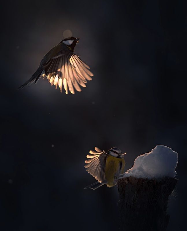 лес, свет, вечер, природа, синица, птицы ***photo preview