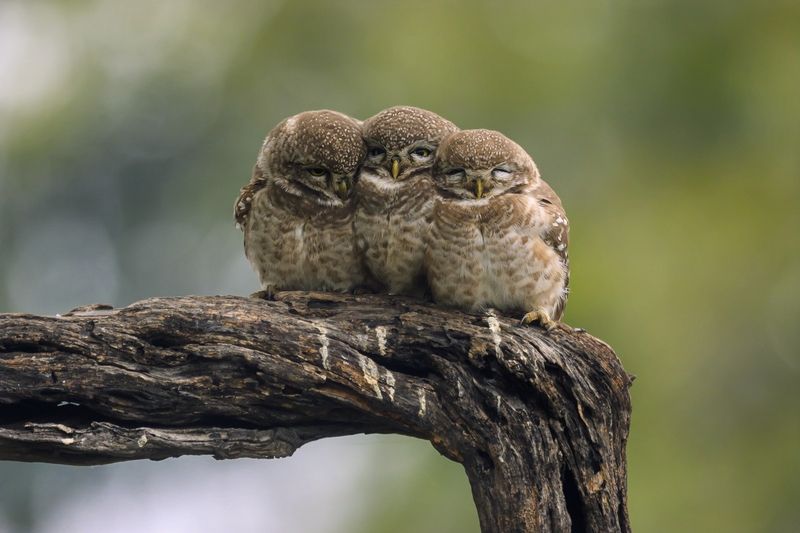 Сычикиphoto preview