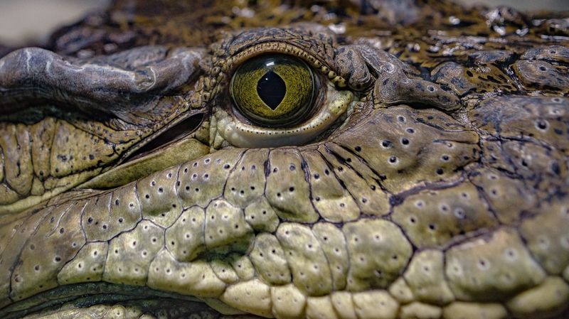 Глаза животныхphoto preview